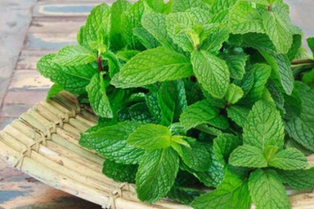 1 manatlıq bu bitki bütün ağrıları aradan qaldırırmış - MÜTLƏQ ƏMƏL EDİN