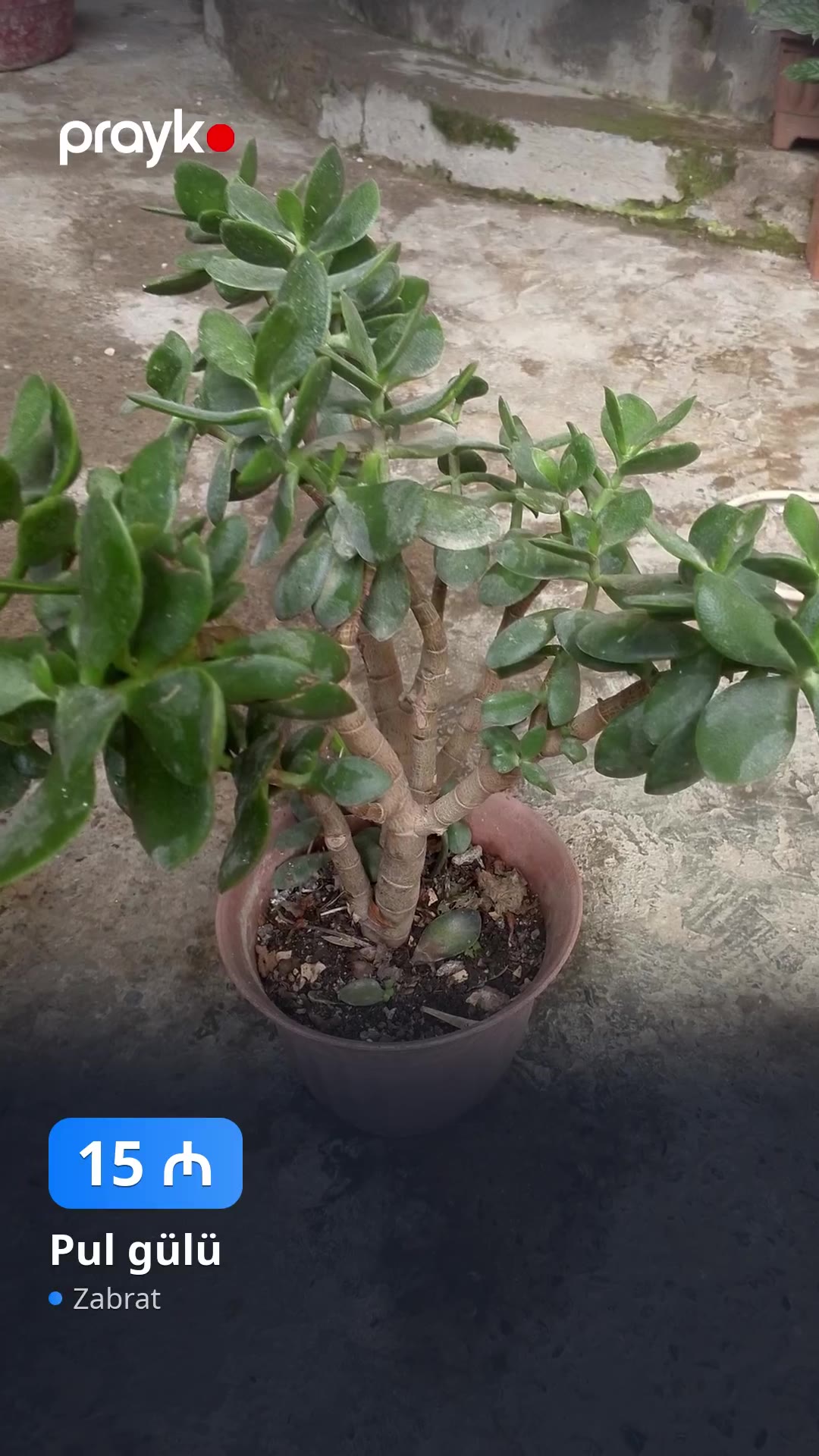 Pul gülü — 15 ₼, Zabrat