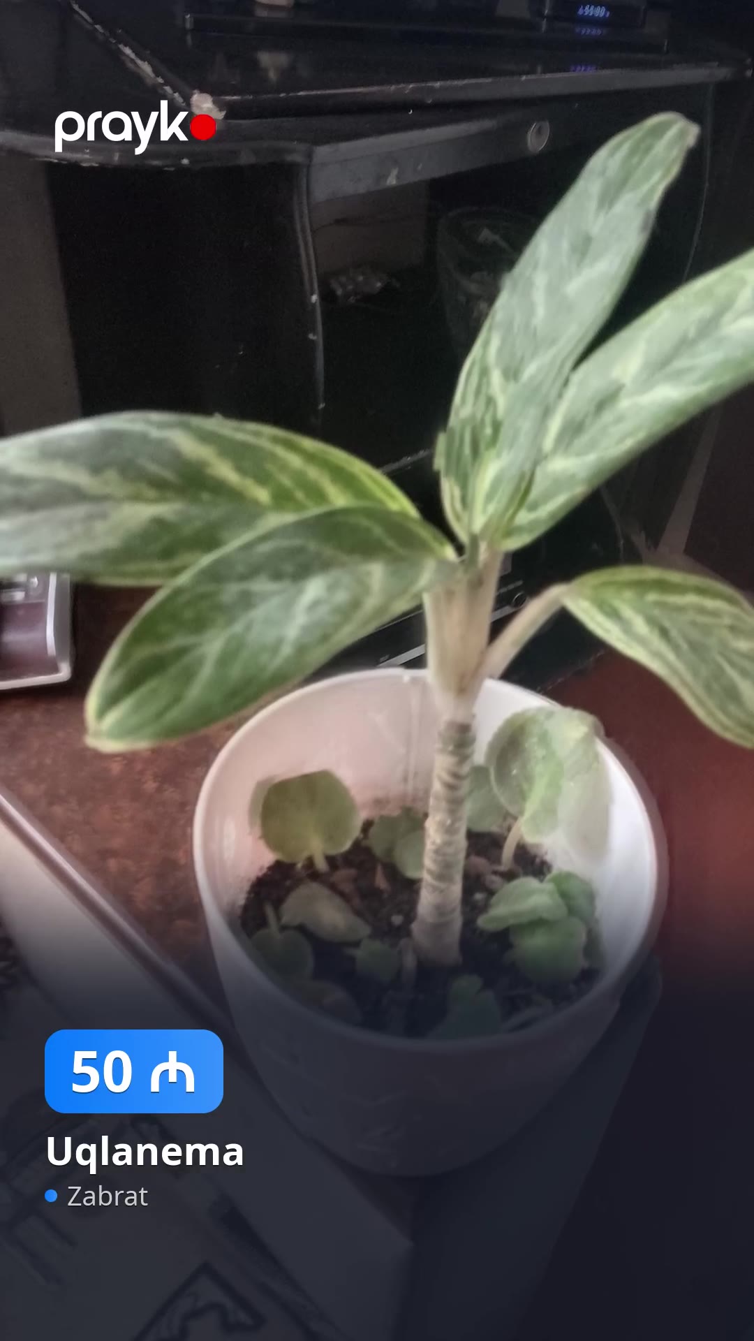 Uqlanema — 50 ₼, Zabrat