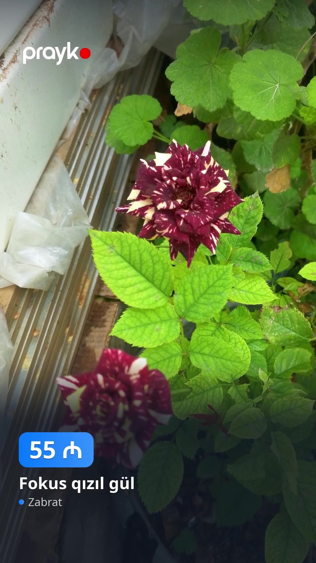 Fokus qızıl gül — 55 ₼, Zabrat