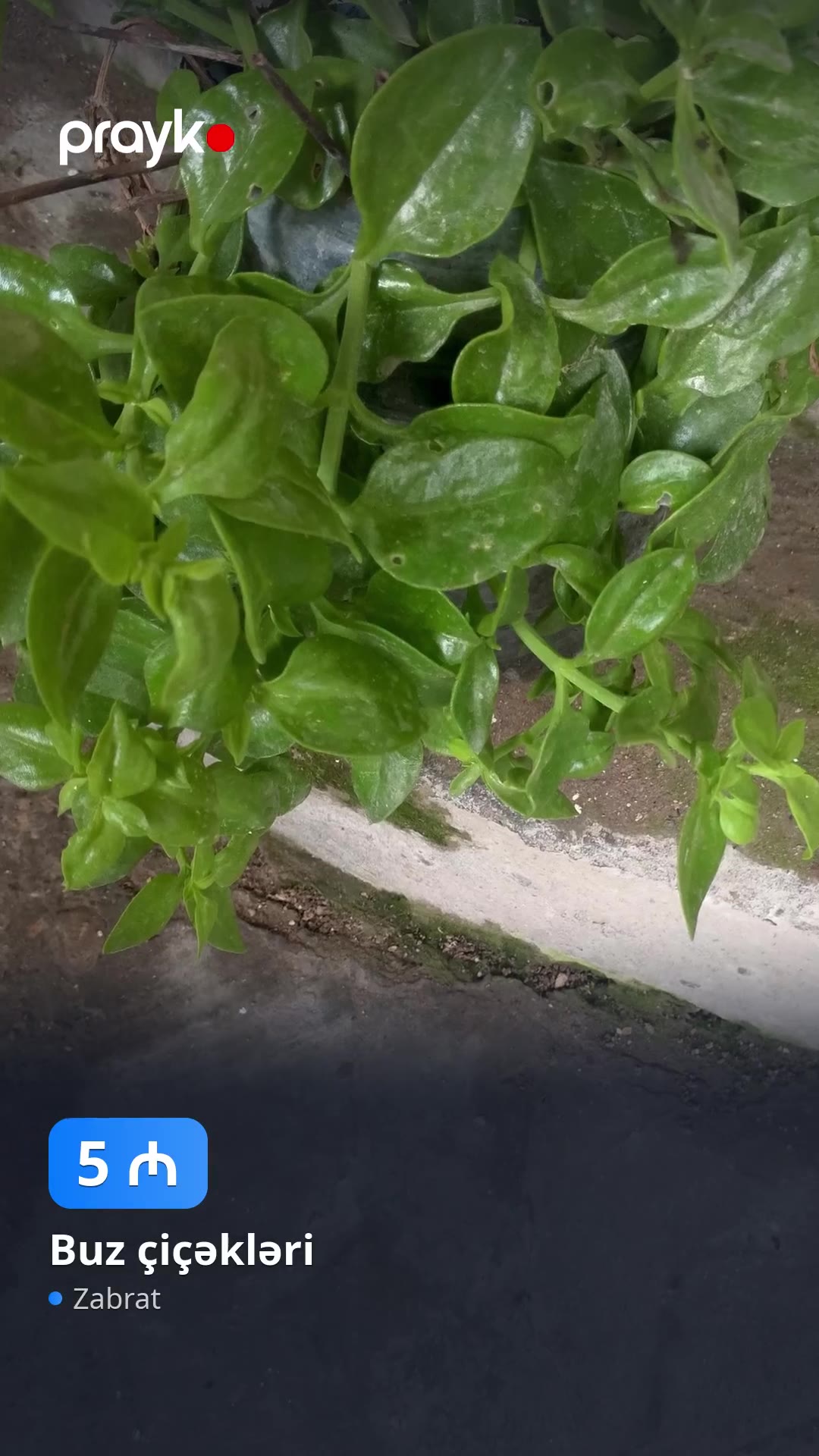 Buz çiçəkləri — 5 ₼, Zabrat