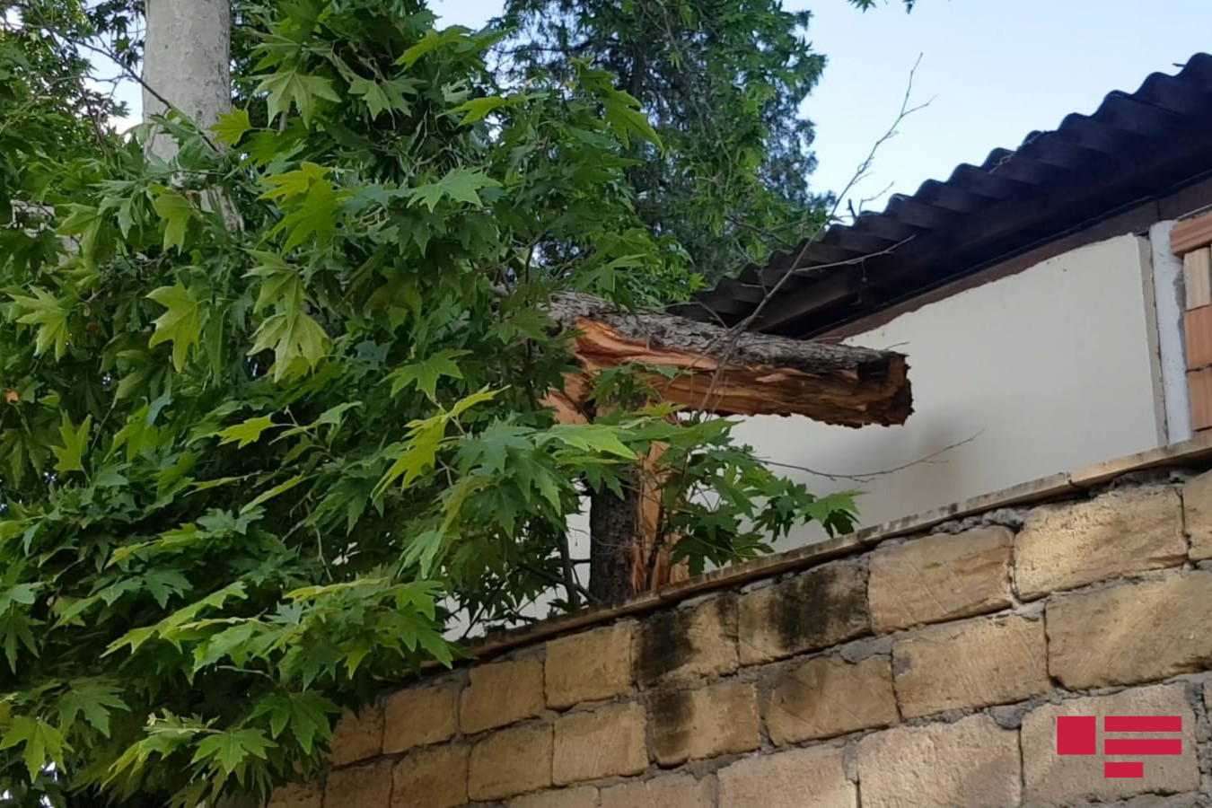 Göyçayda güclü külək ağacları aşırıb, elektrik xətlərini qırıb (FOTO)