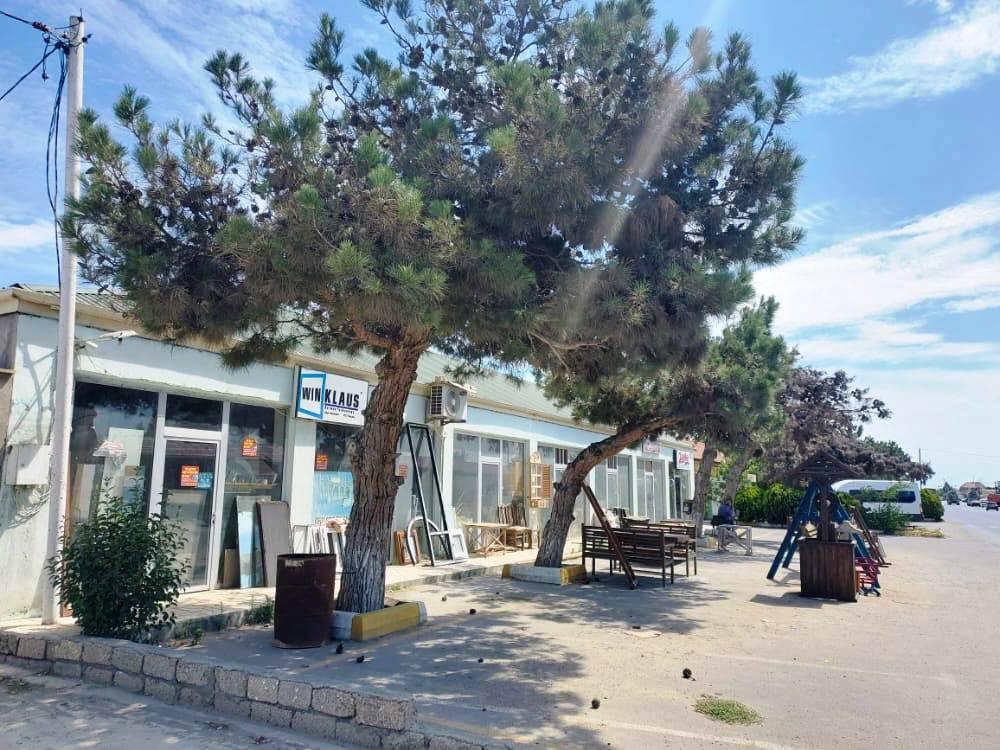Bakıda ağacları qurutmağa cəhd: BŞİH müdaxilə etdi, araşdırma başladı (FOTOLAR)