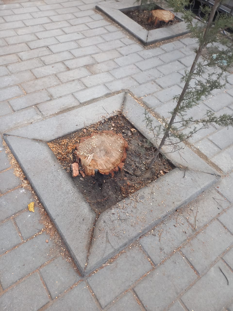 Bakıda "yaşıl soyqırım": Nazirliyin binası qarşısında ağacları kəsdilər (FOTO/VİDEO)