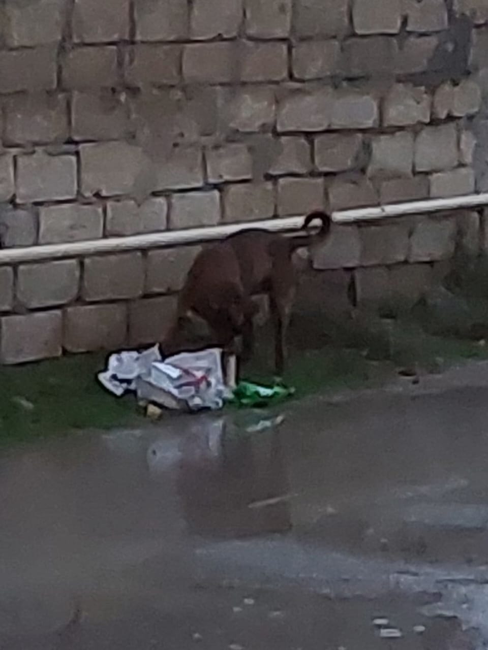Coratda problem davam edir: İcra Hakimiyyəti sakinlərin şikayətinə baxmır (FOTO/VİDEO)