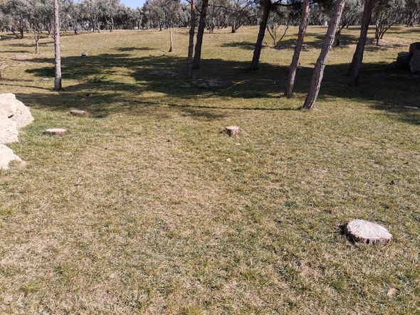 Bakıda parkda ağacları kəsdilər (FOTO)
