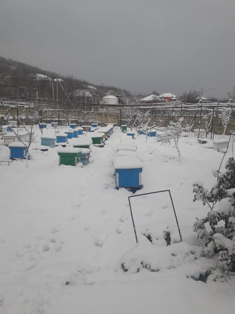 Qubanın Qrız kəndinə 15 sm qar yağıb (FOTO)