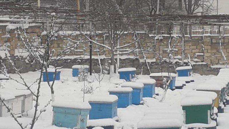 Qubanın Qrız kəndinə 15 sm qar yağıb (FOTO)