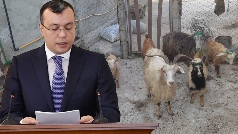 Nazirin əmri ilə verilən keçilər öldü -  Məşğulluq Mərkəzi heyvanları tələb edir