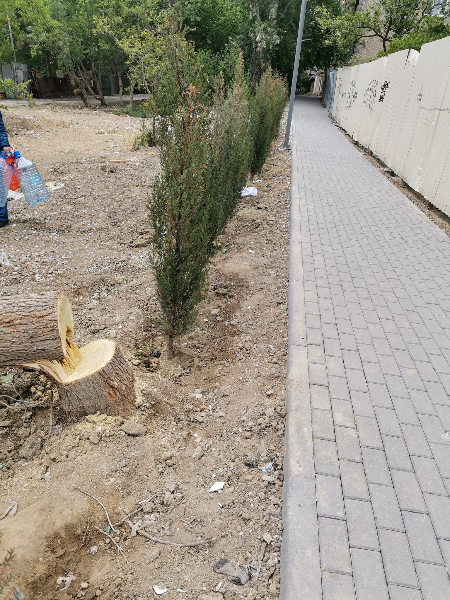 Bakda 20 illik ağaclar kəsildi (FOTOLAR)