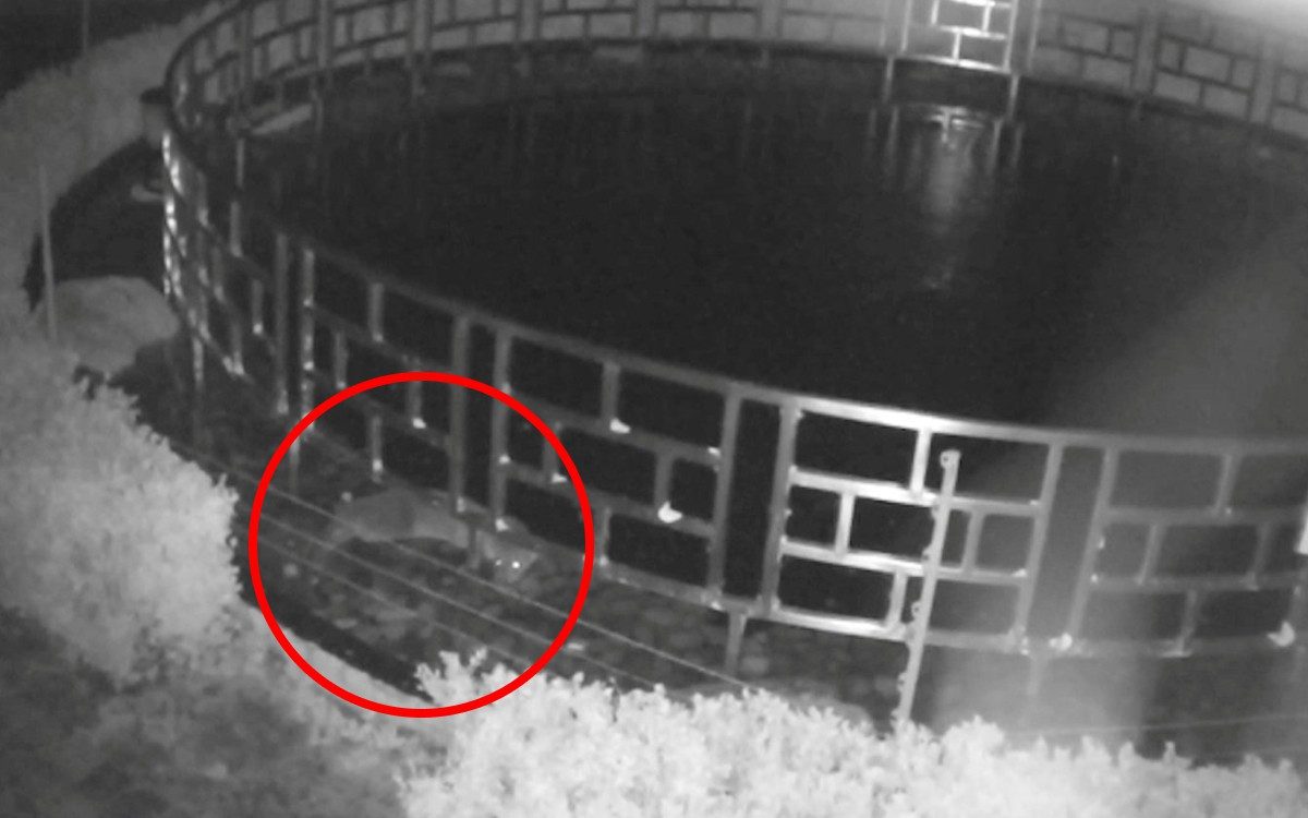 Su samurunun “cinayəti” kameraya düşdü: 126 min dollar ziyan vurub (FOTO/VİDEO)