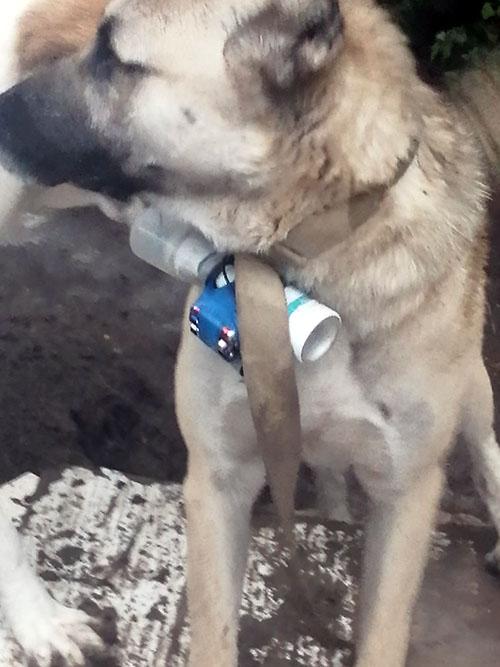 MN: Ermənilər itdən sui-qəsdçi kimi istifadə etməklə terror törətməyə cəhd göstərib (FOTO)