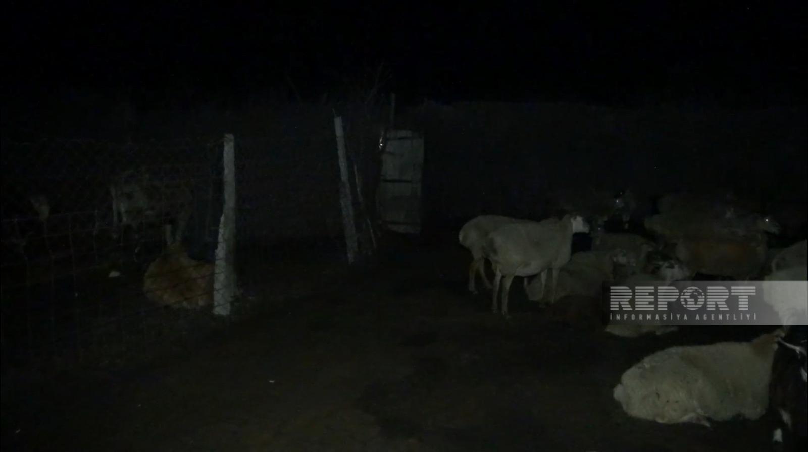 Bakıda at əti satmaq istəyənlər saxlanıldı (FOTO)