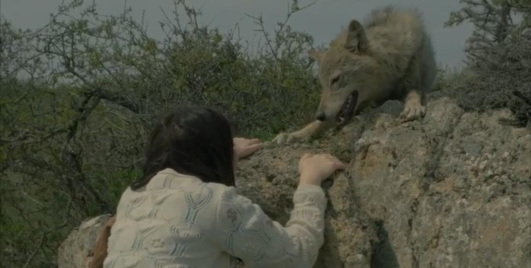Azərbaycanda film çəkilişində qorxunc hadisə: Canavar aktrisaya hücum etdi (FOTO)