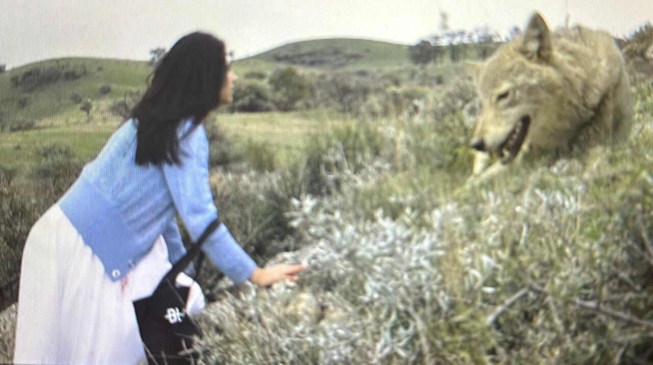 Azərbaycanda film çəkilişində qorxunc hadisə: Canavar aktrisaya hücum etdi (FOTO)