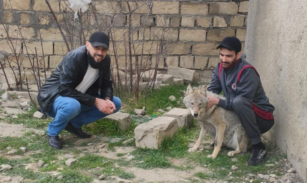 Azərbaycanda film çəkilişində qorxunc hadisə: Canavar aktrisaya hücum etdi (FOTO)