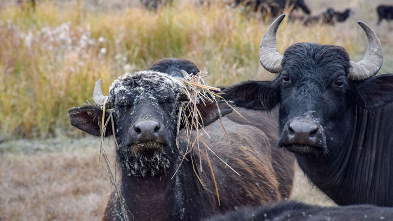 Azərbaycanda camışçılıq niyə zəifləyir? (ŞƏRH)