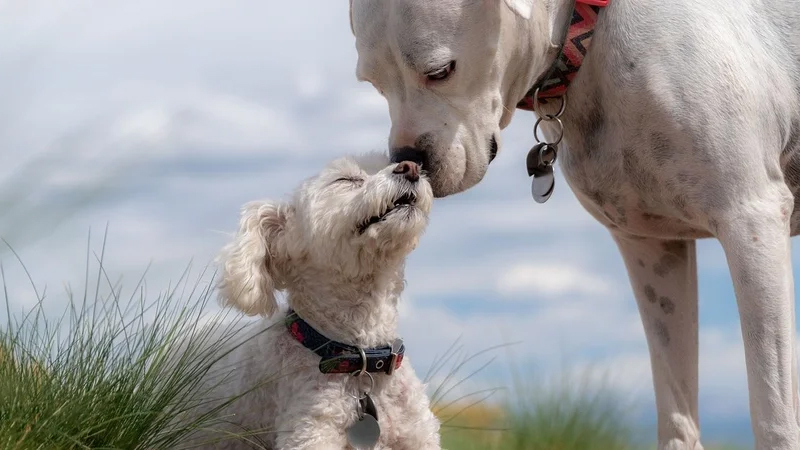 Hansı ingilis it cinsləri daha uzun yaşayır? (ARAŞDIRMA)