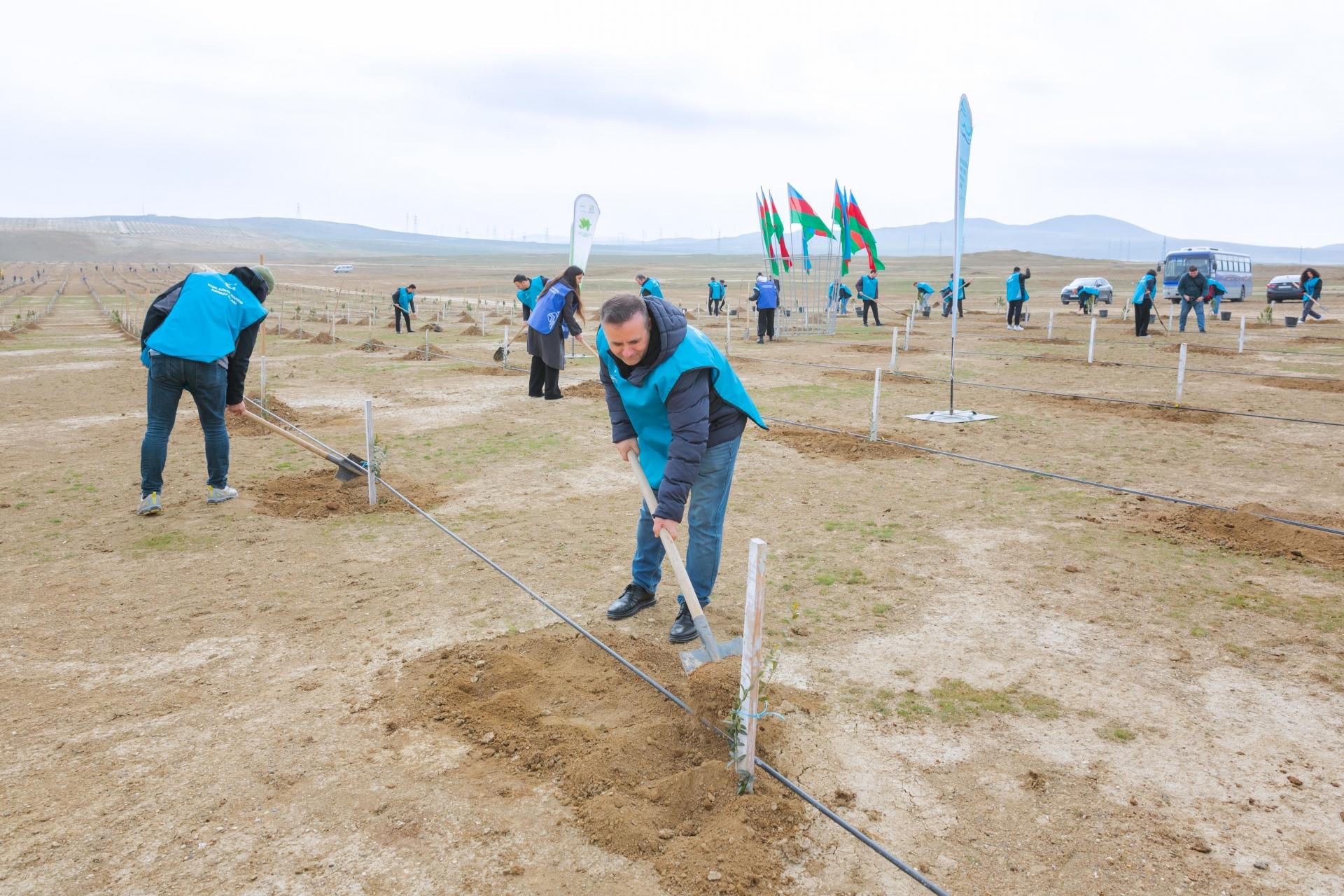 AZAL-ın əməkdaşları 600-dən çox ağac əkdi (FOTO/VİDEO)