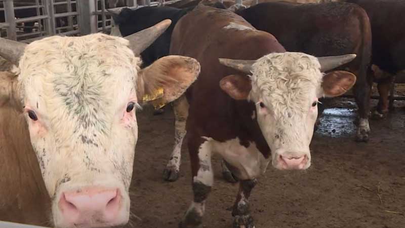 Azərbaycan ət idxalını kəskin artırdı (VİDEO)