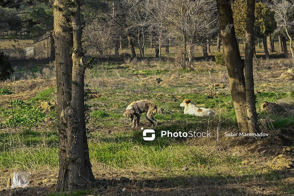 Bakıda 40 il əvvəl salınan park xarabaya çevrilib: Meşəlik itlərin oylağıdır (FOTOLAR)