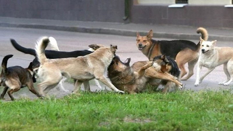 Məktəbin giriş qapısında şagirdi it dişlədi (AÇIQLAMA)
