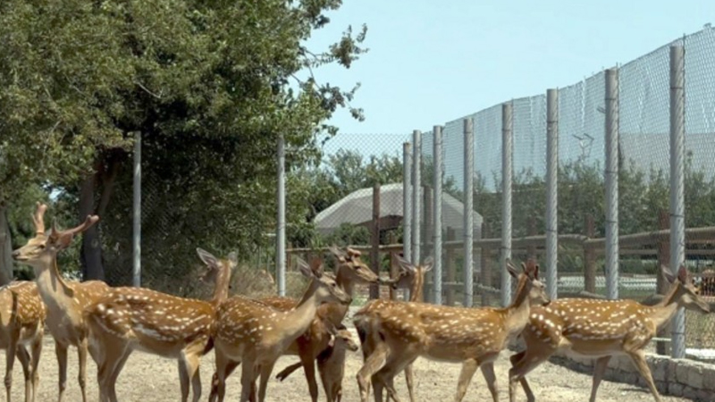 Buzovnada qanunsuz saxlanılan heyvanlar zooparka təhvil verildi (FOTO)