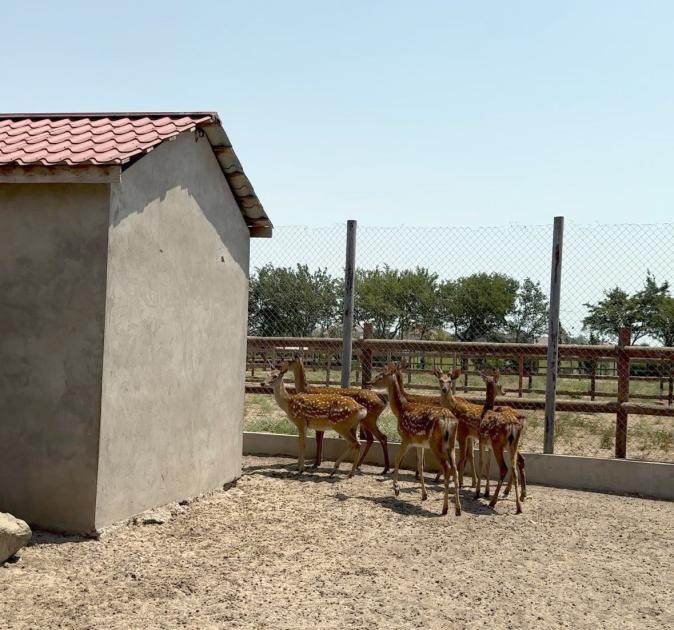 Buzovnada qanunsuz saxlanılan heyvanlar zooparka təhvil verildi (FOTO)