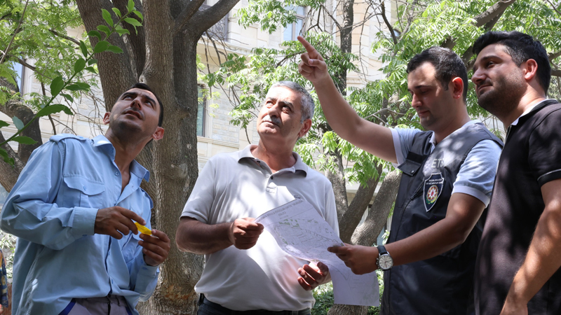 İçərişəhərdəki ağaclar nömrələnir (FOTO)