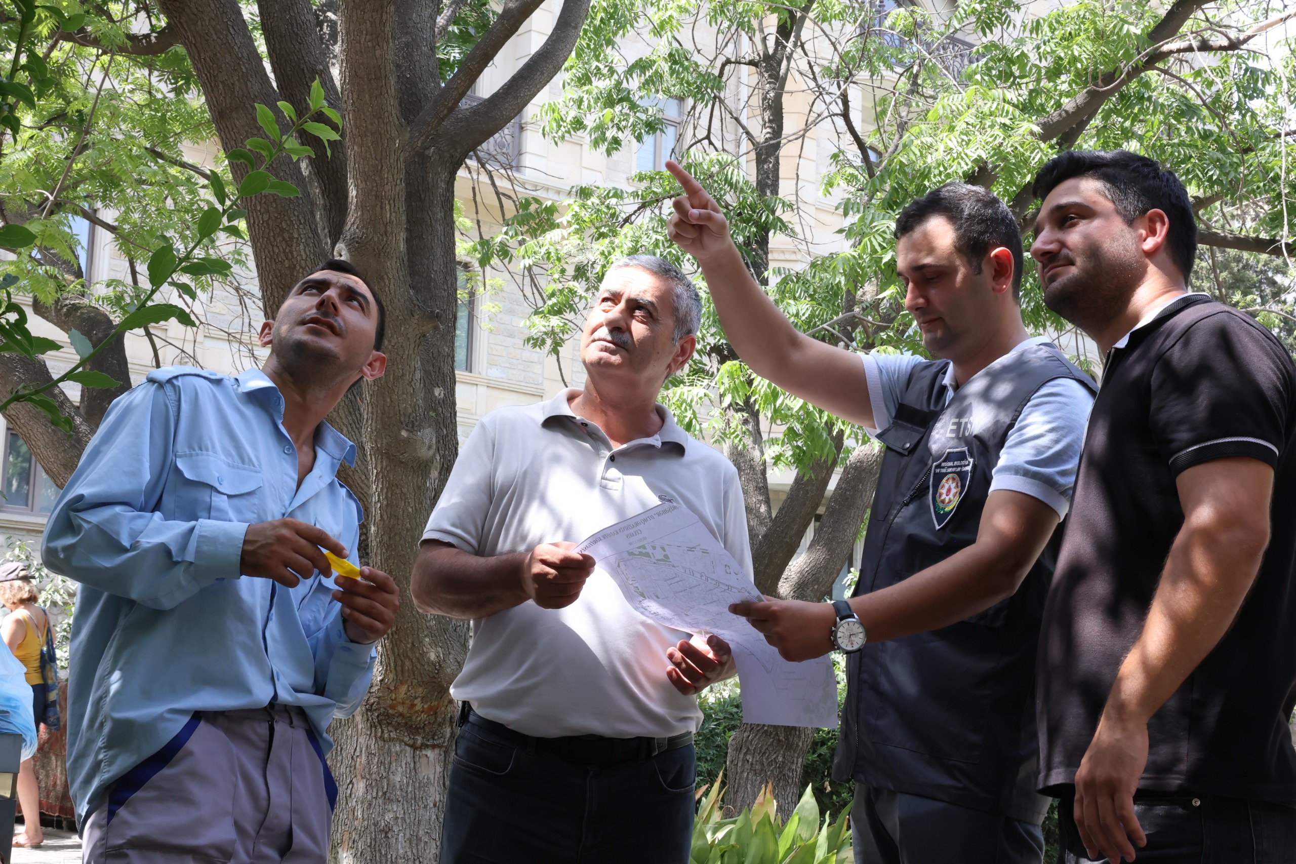 İçərişəhərdəki ağaclar nömrələnir (FOTO)