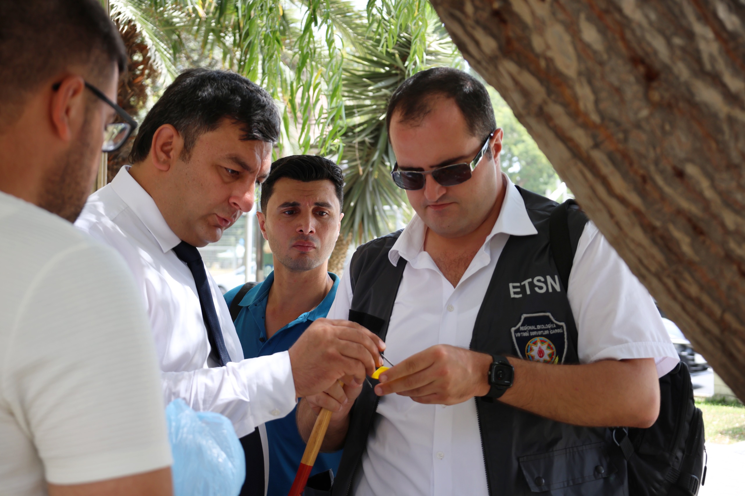 İçərişəhərdəki ağaclar nömrələnir (FOTO)