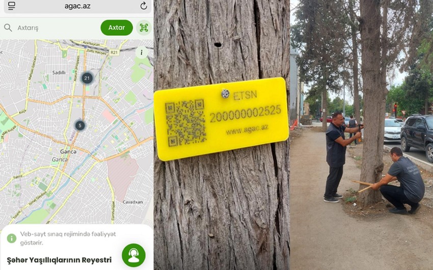 Bakı, Qubadlı və İmişidə ağaclar qanunsuz kəsilib, 71 750 manat ziyan dəyib