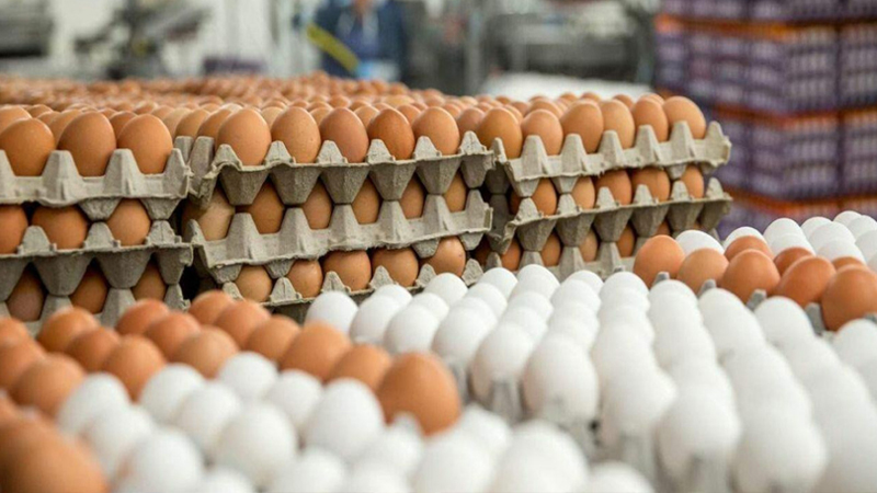 Yumurta bahalaşıb, yoxsa ucuzlaşıb? - Fakt və ekspert rəyi