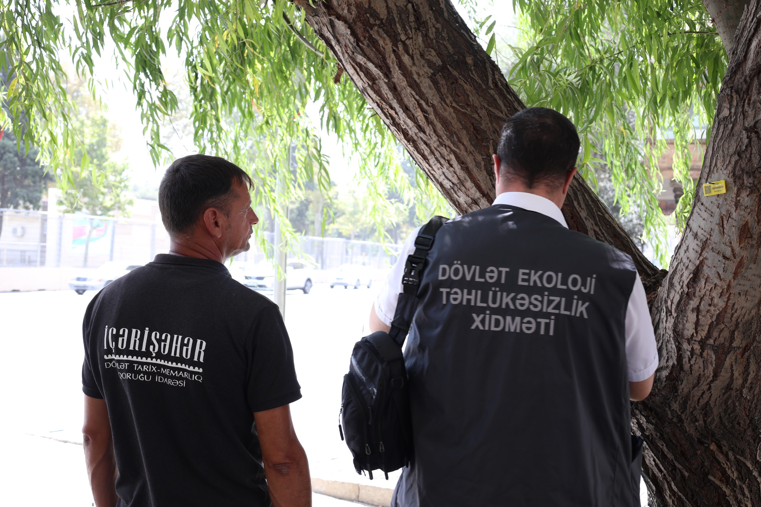İçərişəhərdəki ağaclar nömrələnir (FOTO)