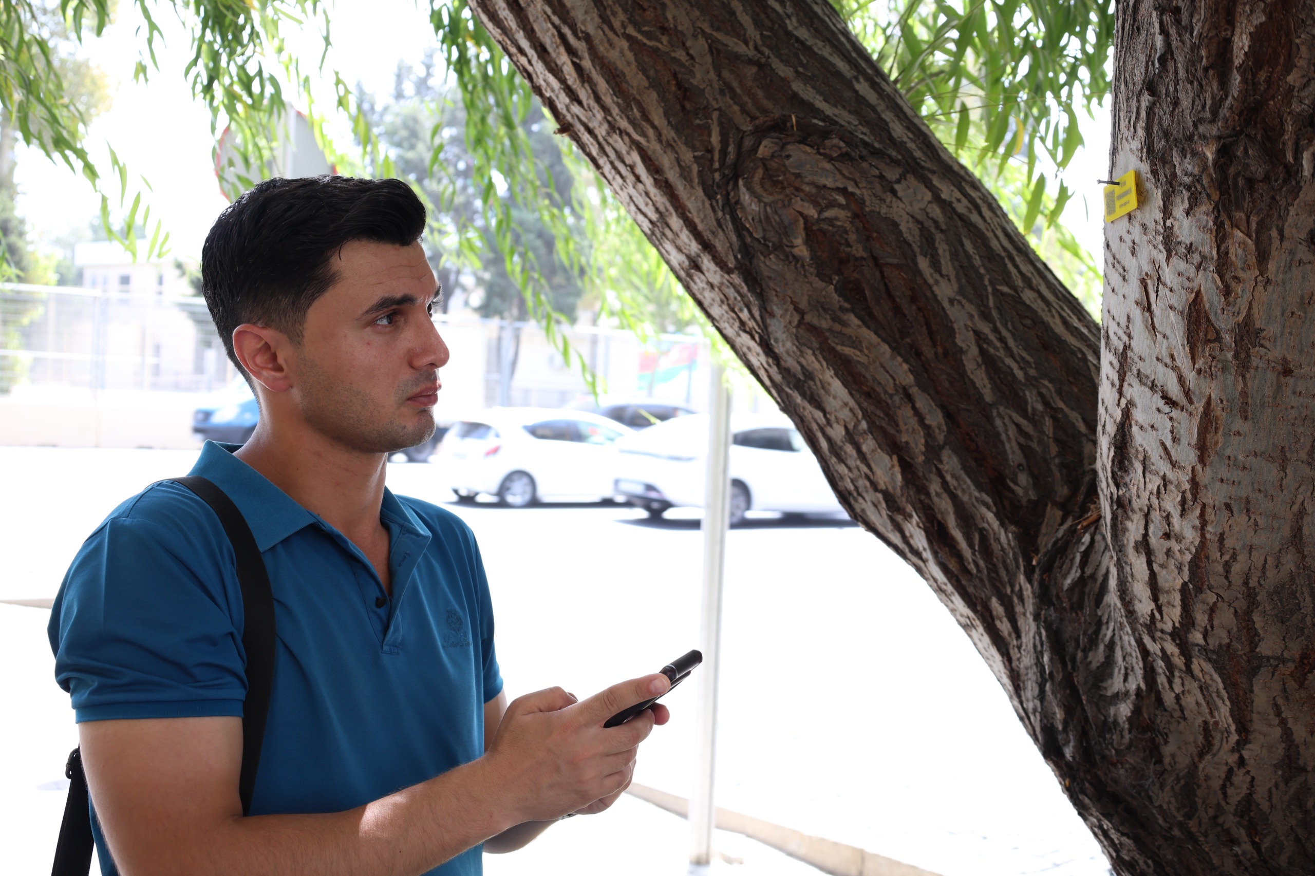 İçərişəhərdəki ağaclar nömrələnir (FOTO)