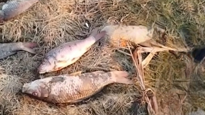 Mahmudçala balıqların kütləvi ölümünün səbəbi açıqlandı