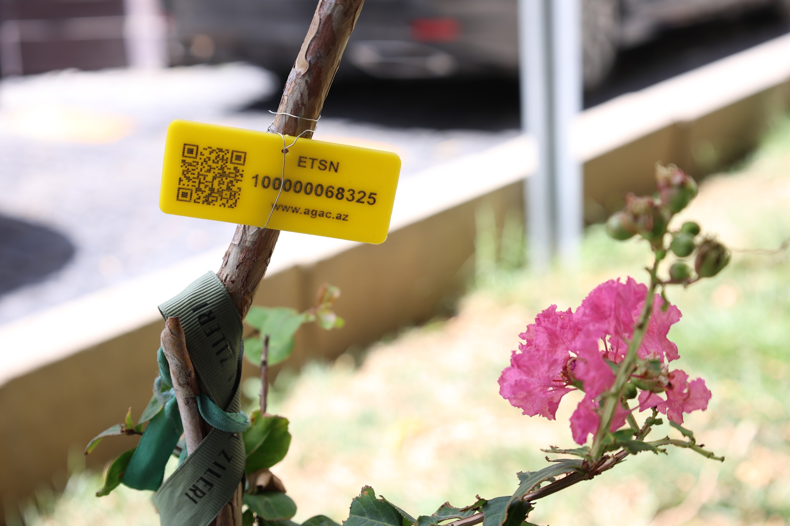 İçərişəhərdəki ağaclar nömrələnir (FOTO)