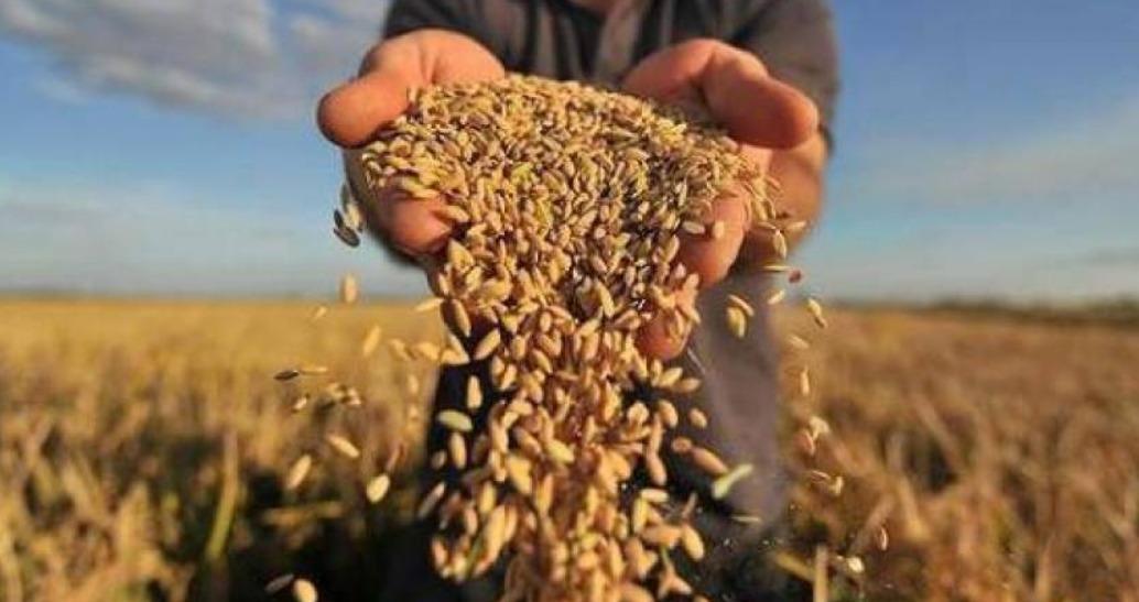 Buğda ehtiyatları məqsədli şəkildə artırılır: Səbəb nədir?