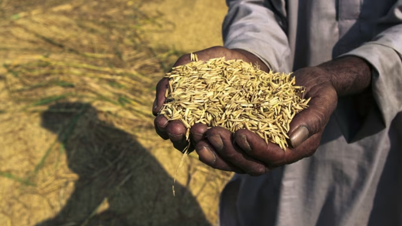 Basmati düyüsü Avropa-Hindistan razılaşmasını təhdid edir