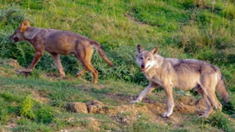 1600 km-dan çox yol qət etdi, Alp dağlarını aşdı: Alimlər heyrətləndirən səbəb (VİDEO)