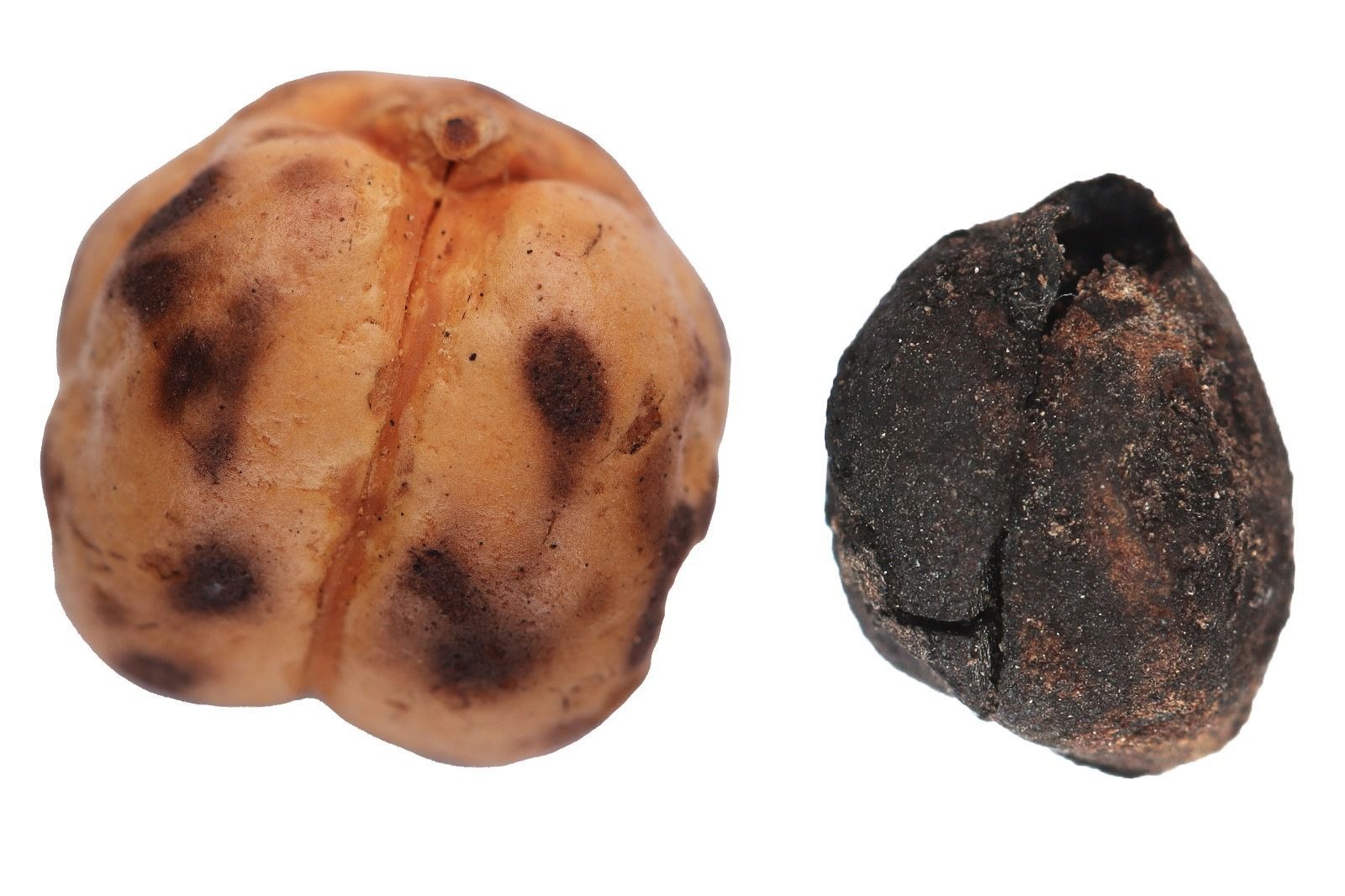 Qədimdən bu günə qədər gələn Türkiyə çörək irsi (FOTO)