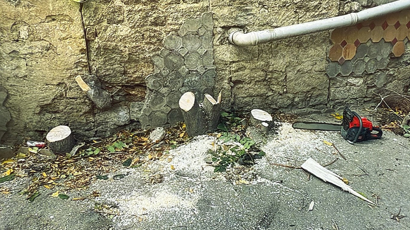 Bakının mərkəzində ağacları qıran 4 nəfər saxlanıldı (FOTO)