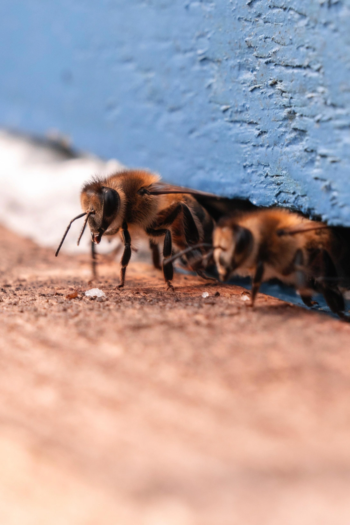 Leyla Əliyeva Qəbələdə 