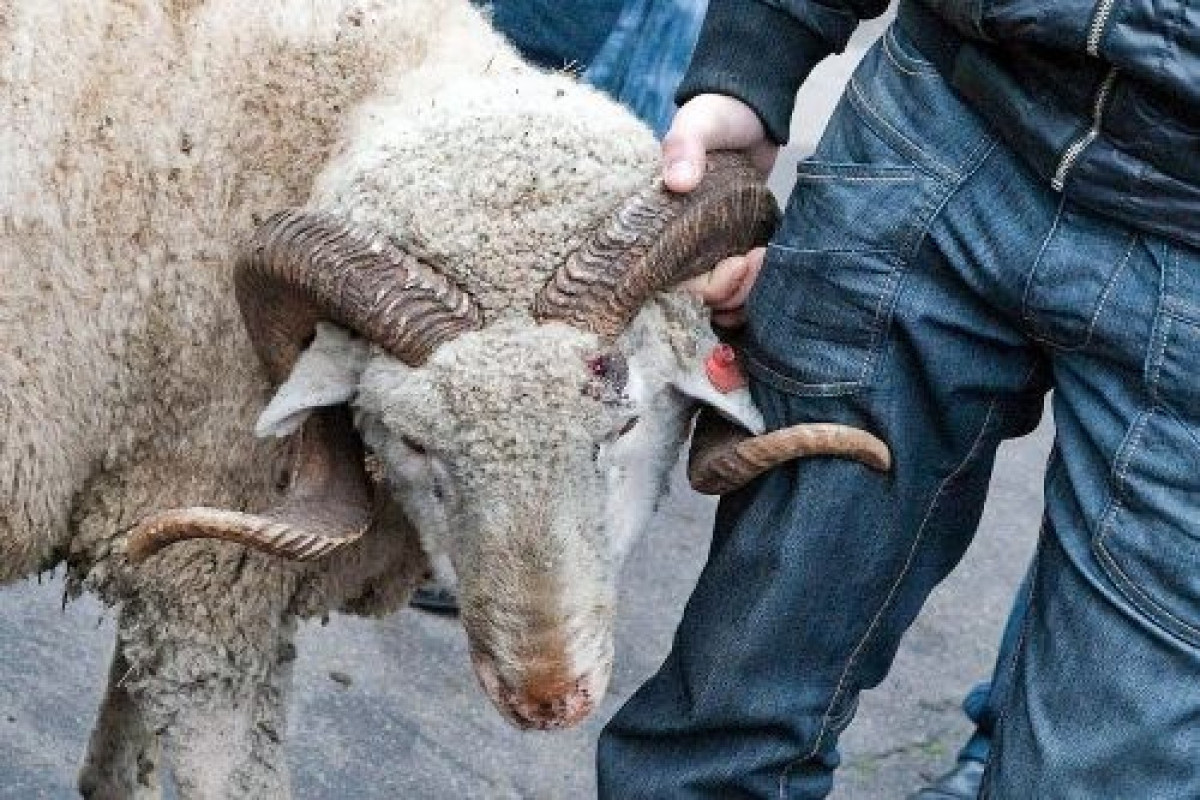 Göygöldə maskalı şəxslər fermadan 62 baş xırdabuynuzlu heyvan oğurladı