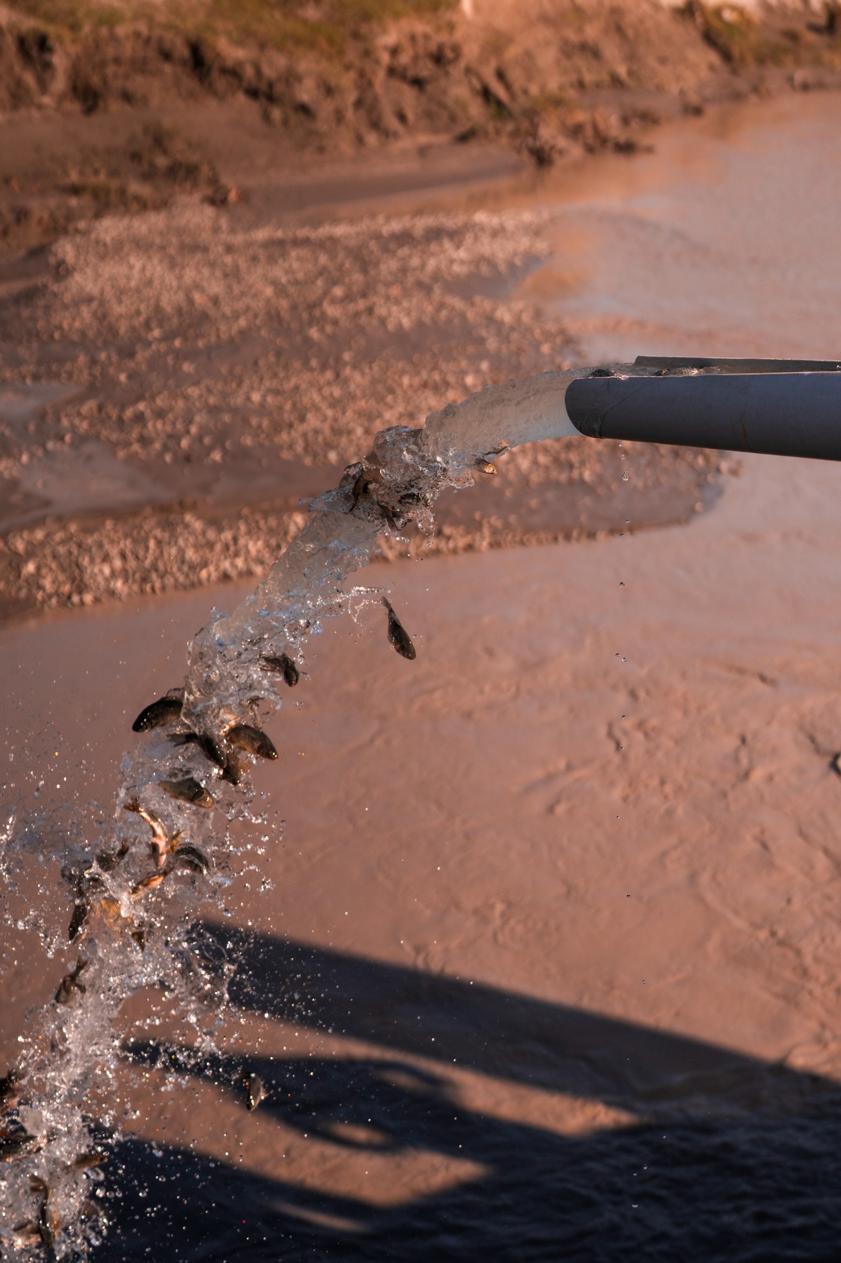 Leyla Əliyeva və Arzu Əliyeva Qaxda açılışda (FOTO)