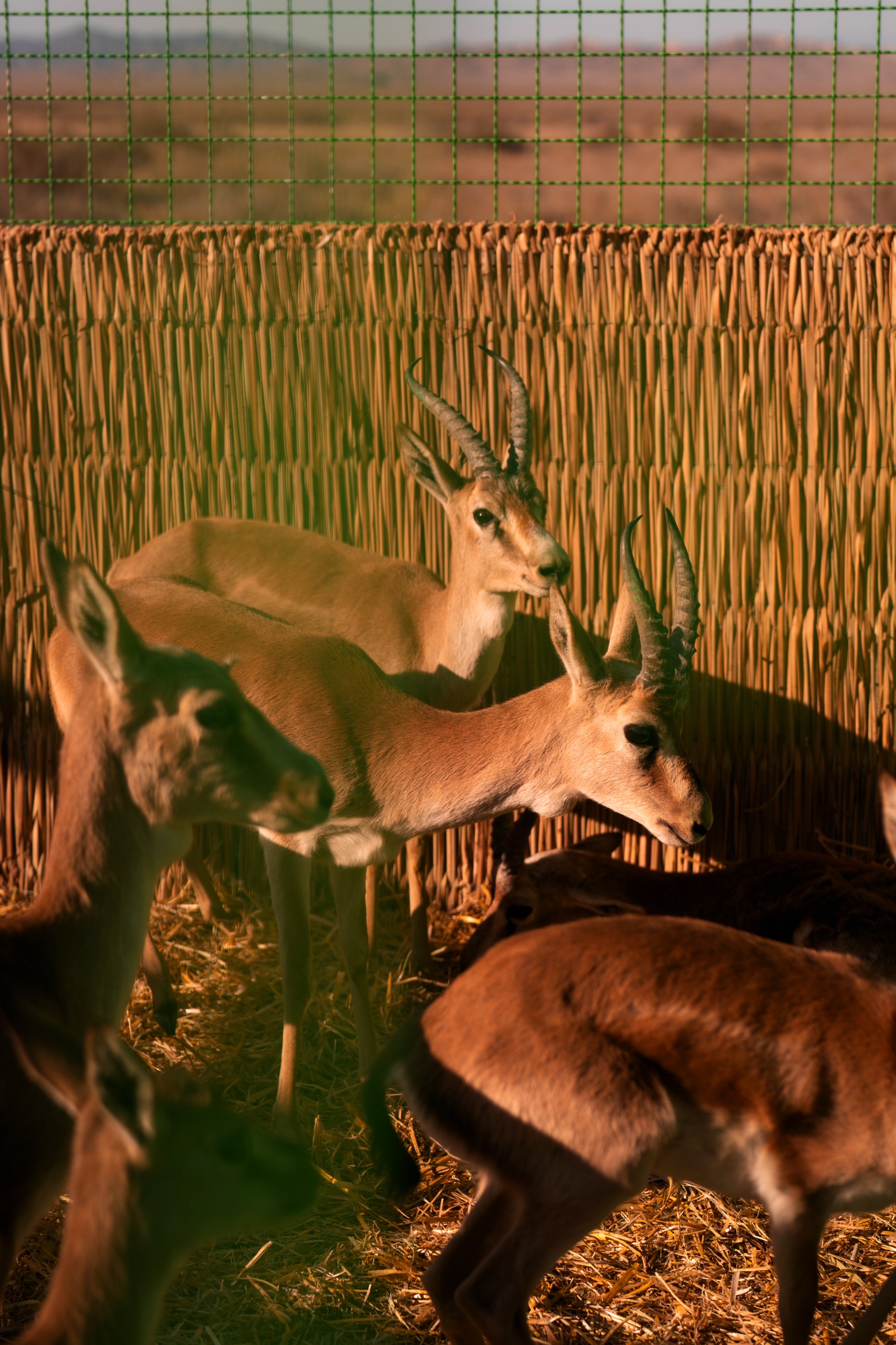 Leyla Əliyeva və Arzu Əliyeva Qaxda açılışda (FOTO)