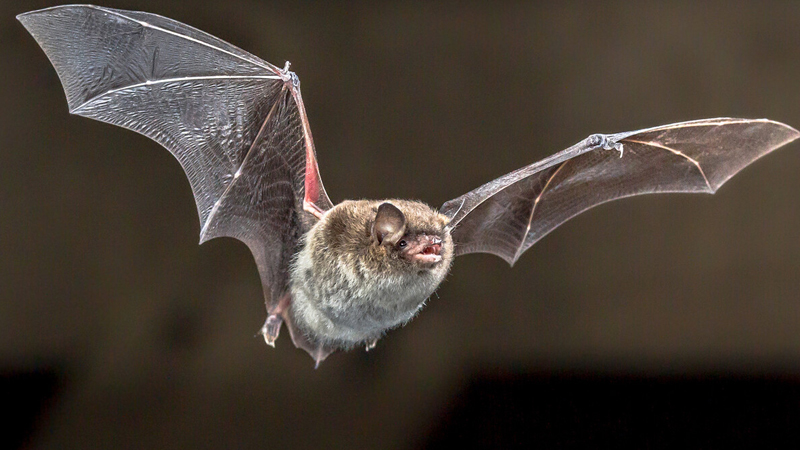 Braziliya yarasalarında yeni koronavirus tapıldı