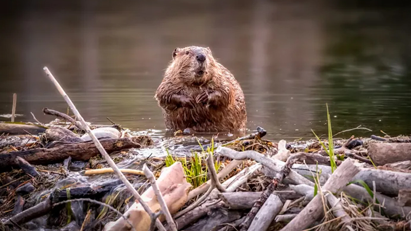 ABŞ-da müharibədən sonra 76 bəbir qunduz vəhşi ərazilərə buraxılıb: Səbəb nə idi?