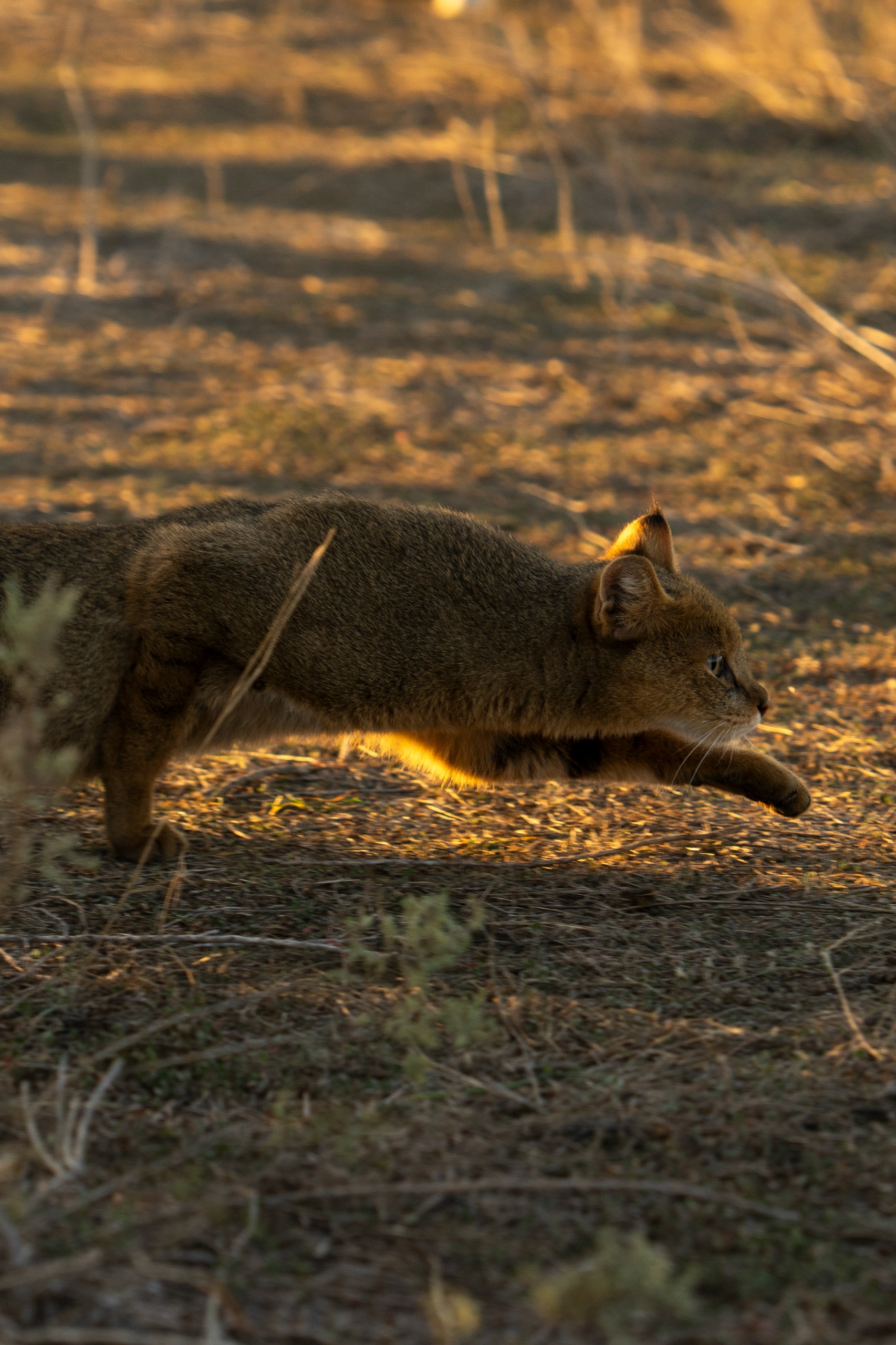 Leyla Əliyeva və Arzu Əliyeva Qaxda açılışda (FOTO)