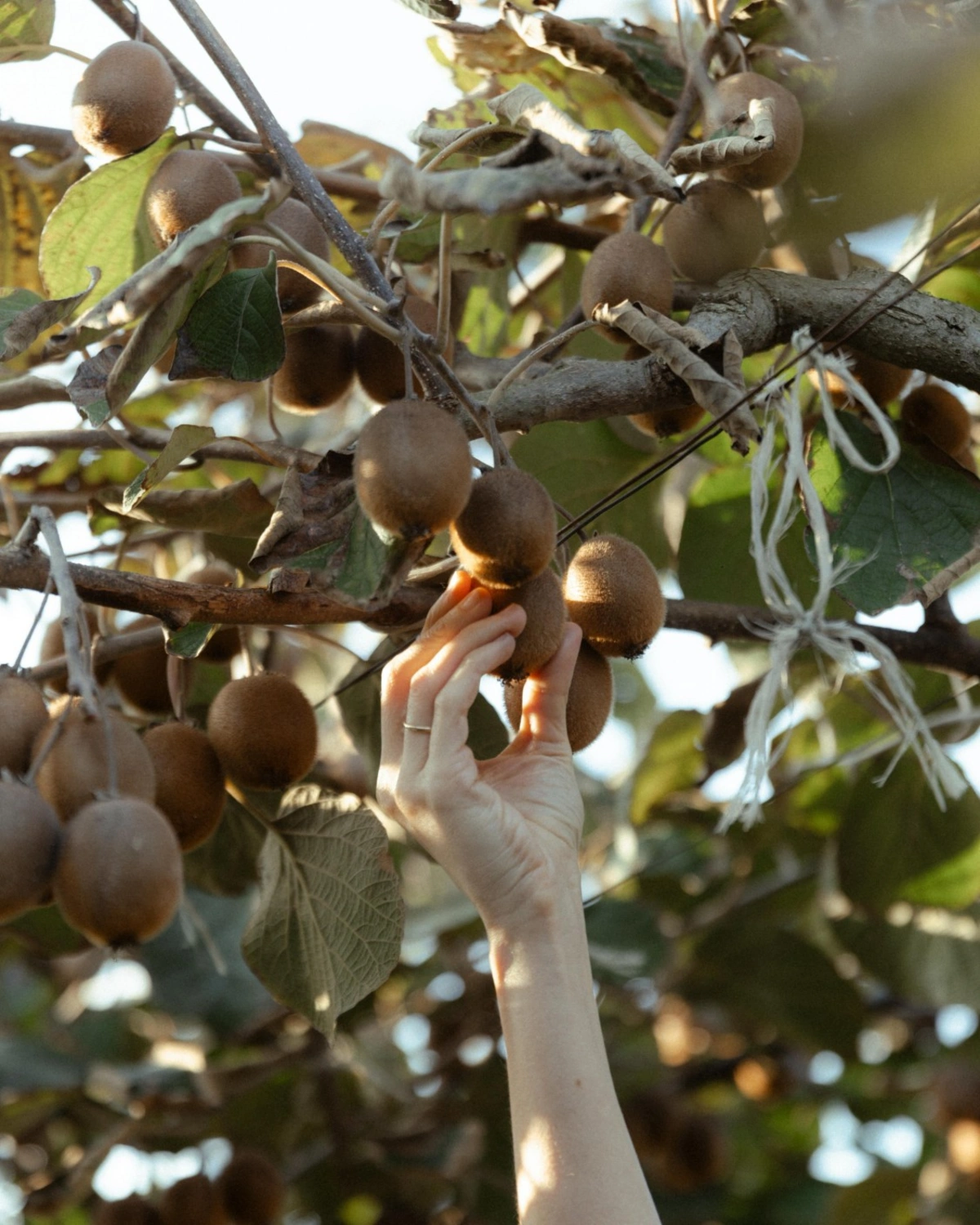 Leyla Əliyeva, Arzu Əliyeva və Alena Əliyeva Lənkəranda fermer təsərrüfatı ilə tanış oldu (FOTO)